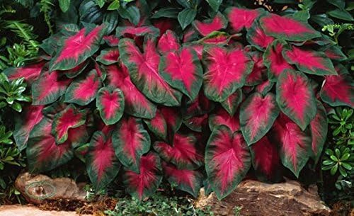 Caladium Buck (6 Bulbs) - Elegance for Shady Gardens - Perennial Hosta, Elephant Ears