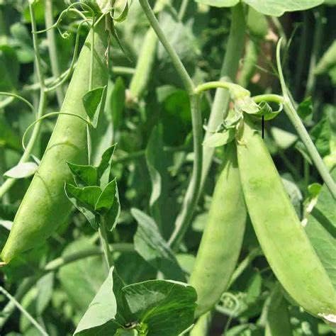 30 Mammoth Melting Sugar Pod Pea seeds for planting Heirloom Organic Non GMO 7 grams of seeds Snow Pea Garden Vegetable bulk Survival