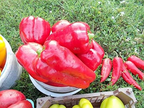 Seeds Vegetable Sweet Bell Red Giant Pepper - 30 Seeds