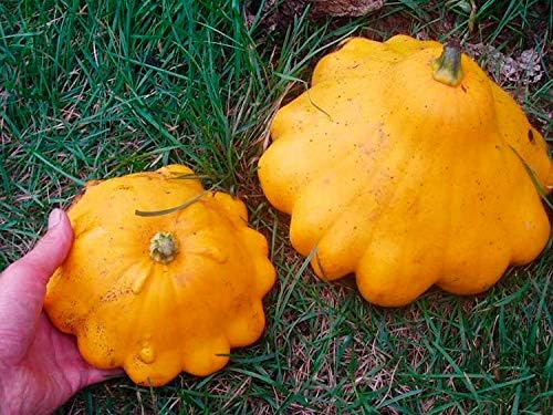 Seeds Vegetable Yellow Patty Pan Squash Scallop Zucchini - 20 Seeds