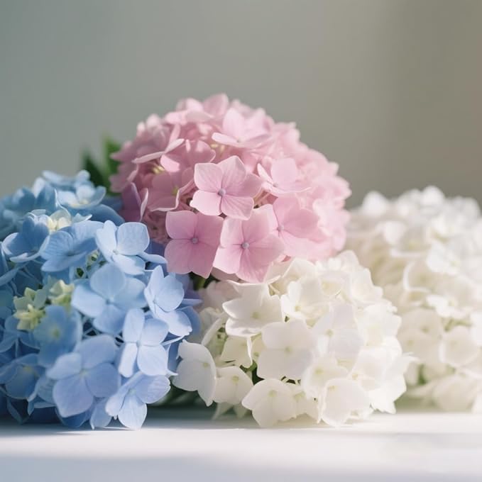 100+ Mix Hydrangea Seeds for Planting Macrophylla Giant Snowball Bonsai Hydrangea Fast Growing Shrub