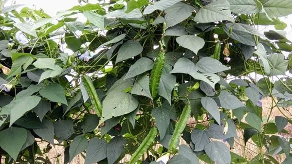 Winged Bean Seeds for Planting, Organic, Heirloom, Non-GMO - 30 Seeds USA Premium Four Angled, Princess Bean Seeds, High-Yielding Vine for Tropical Gardens, Containers & Unique Edible Pods