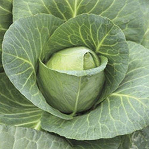 Cabbage Seeds - 'Early Jersey Wakefield' -Beautiful & Sooo Tasty.(50 - Seeds)