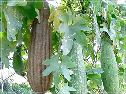 10+ Seeds Dishrag Gourd (Smooth Luffa, Sponge, Rag) Long - Vegetable Green