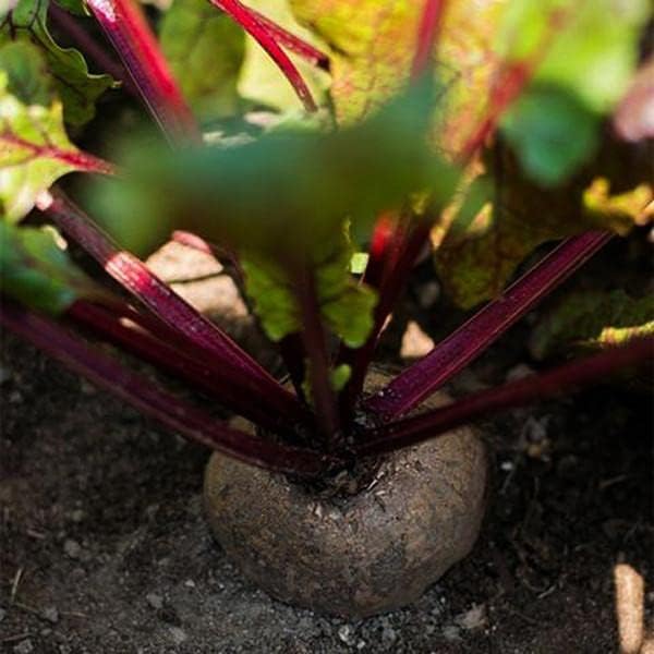 1200 Detroit Dark Red Beet Seeds for Planting 1 Ounce of Seeds Organic Non GMO and Heirloom Survival Vegetable Garden Bulk Seeds