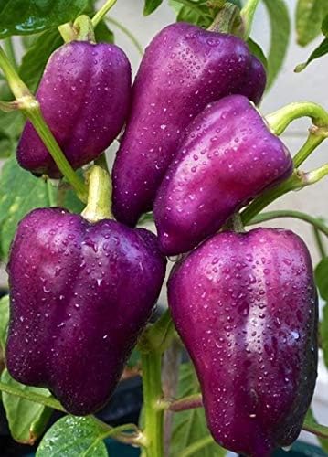 Seeds Sweet Bell Pepper Purple Lilac Giant Vegetable for Planting Heirloom Non GMO