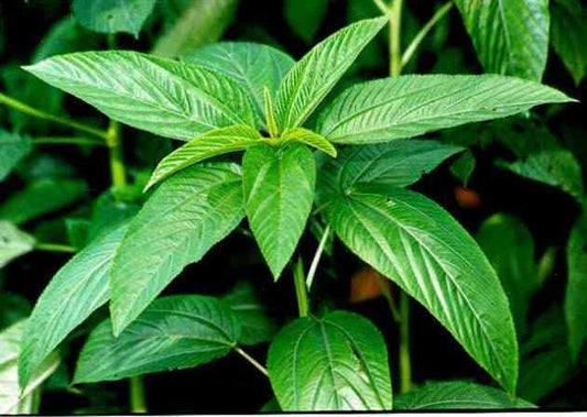 100 Grams Jute Seed || Paat Shak Seeds || Green stem Egyptian Spinach Seeds || Corchorus Olitorious Molokhia