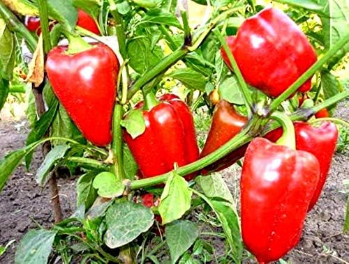 Seeds Vegetable Sweet Bell Red Giant Pepper - 30 Seeds