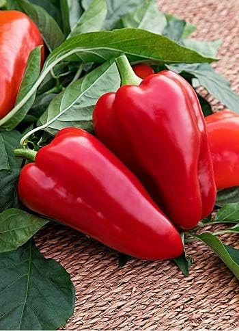 Seeds Vegetable Sweet Bell Pepper Victoria Mix (Red-Yellow) for Planting Non GMO - 30 Seeds