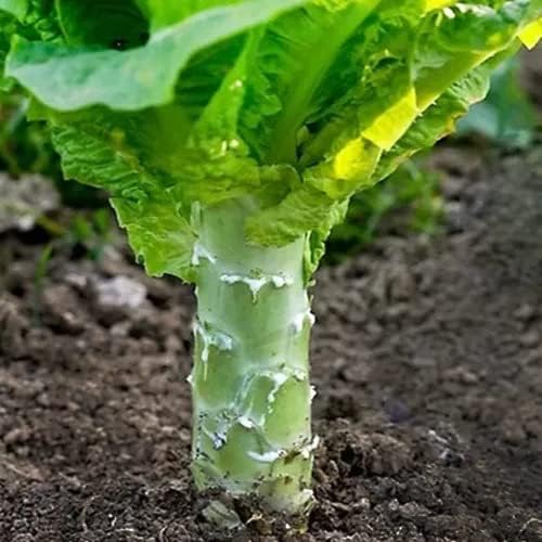 1000 USDA Certified Organic Chinese Stem Lettuce Seeds Celtuce Seeds, Produce of USA, Non-GMO, 莴笋
