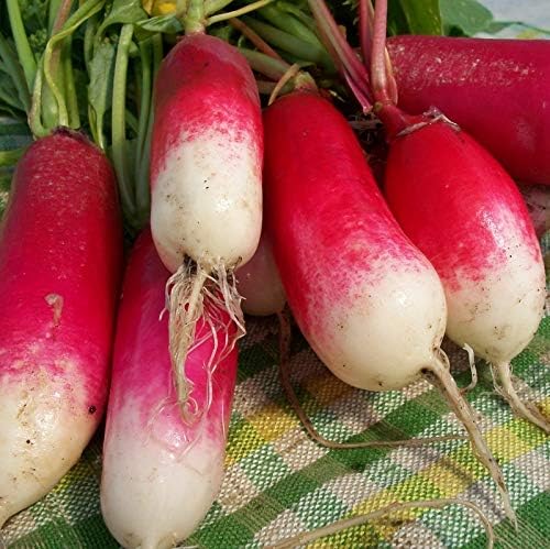 Seeds Radish French Breakfast 20 Day Heirloom Vegetable for Planting Non GMO