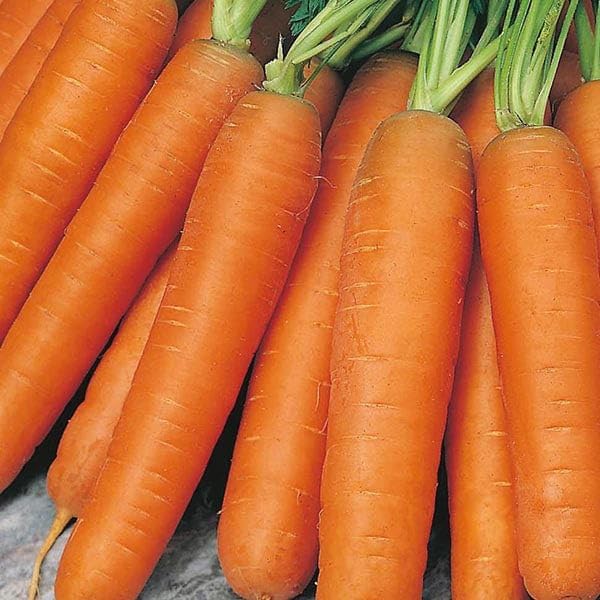 Beginner Vegetable Garden Seed Collection, 5-Pack Variety Kit Contains 2,575 Seeds, Easy to Grow Food, Live Plants | Lettuce Mix, Nantes Carrot, Scarlet Globe Radish, Cherry Tomato, Zucchini