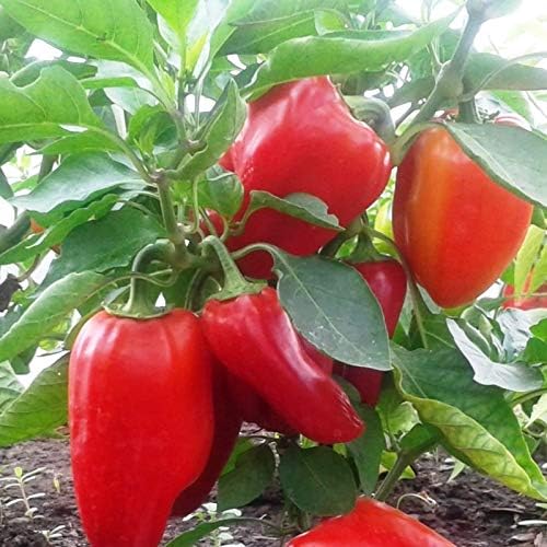 Seeds Vegetable Sweet Bell Red Giant Pepper - 30 Seeds