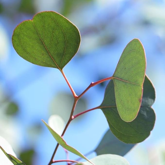 Park Seed Grow Your Own Eucalyptus Seeds Plant, Perfect for Indoor Growing and Spring Garden, Silver Dollar, Pack of 50