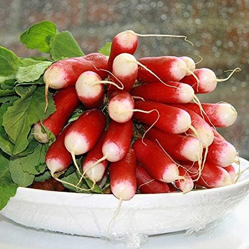 Seeds Radish French Breakfast 20 Day Heirloom Vegetable for Planting Non GMO