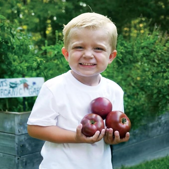 Park Seed Variety of Tomato Seeds, Planting Vegetables, Easy to Grow, Non-GMO, Perfect for Harvesting, Hybrid Purple Boy, Pack of 100