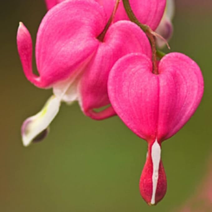 20 pcs Red Bleeding Heart Seeds - Rare Dicentra Spectabilis Flower Seeds