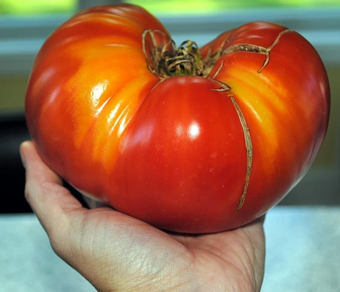 40+ Seeds Giant Beefsteak Tomato - Vegetable Red