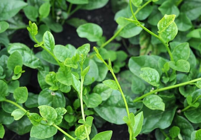 100 Malabar Spinach Seeds – Rau Mồng Tơi – Basella Alba – Climbing Spinach – Organic, Non-GMO, Heirloom – Fast-Growing, Heat-Tolerant, Perfect for Trellises & Home Gardens