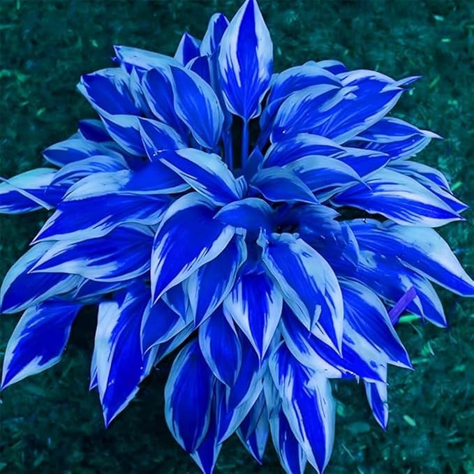 220+ Hosta Seeds Perennial for Planting,Hosta Seeds,Rare Hostas Seed Shade Plant for Garden Low Maintenance