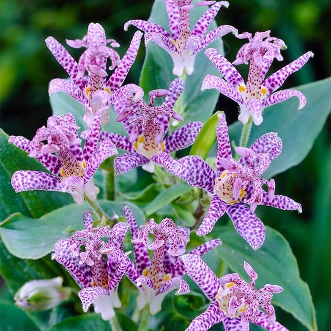25Pcs Perennial Tricyrtis Wonder Toad Lily Flower Seeds to Plant Outdoor-Non-GMO Heirloom Plant Seeds Garden