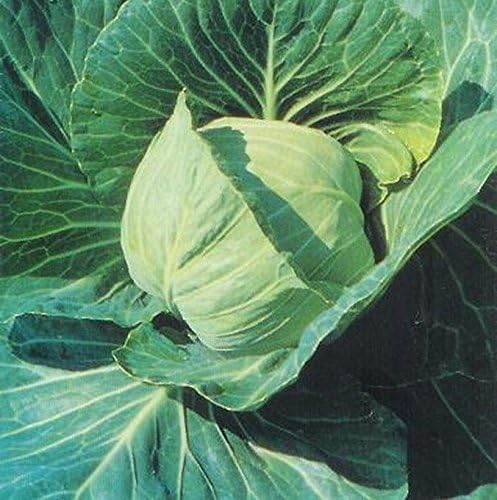 Cabbage Seeds - 'Early Jersey Wakefield' -Beautiful & Sooo Tasty.(25 - Seeds)