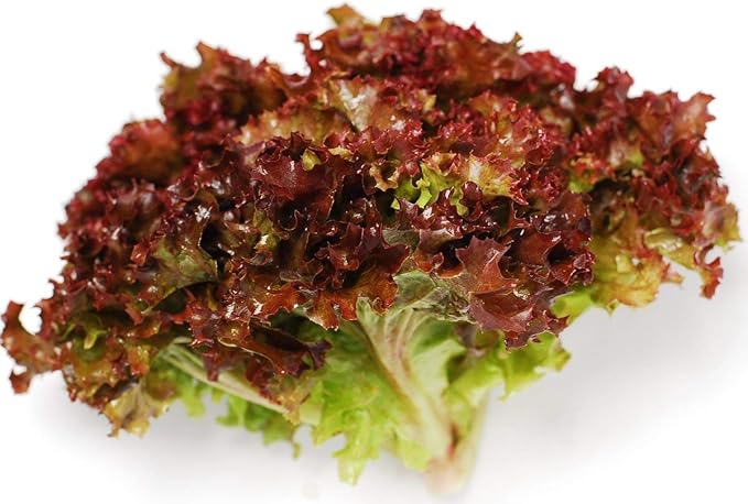 Seeds Vegetable Indoor Mix of Italian Lettuce and Spicy Crops Year-Round (Romaine, Frise, Arugula, Lollo Bionda, Lolla Rossa, Traditional Lettuce) Heirloom for Salads - 1000 Seeds