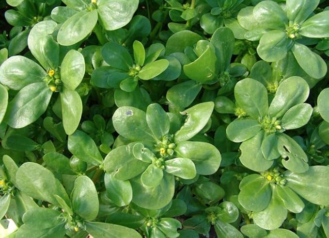 Purslane (Portulaca oleracea) Vegetable Green Leafy Antitoxin Heirloom Organic Non-GMO