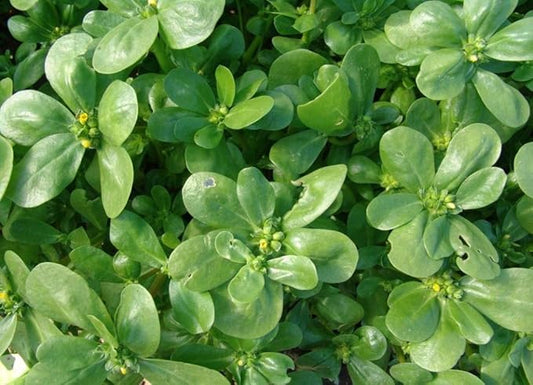 Purslane (Portulaca oleracea) Vegetable Green Leafy Antitoxin Heirloom Organic Non-GMO
