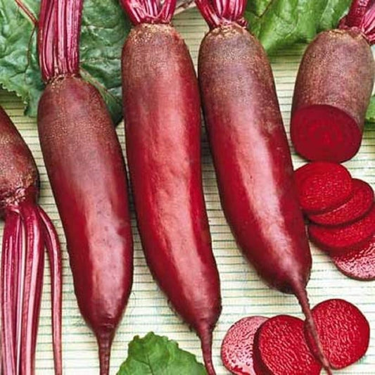 Seeds Beet Rival Beetroot Red Long Giant Vegetable Garden Heirloom for Planting Non GMO