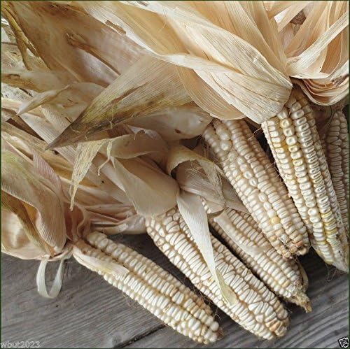 Hickory King White Dent Corn - Heirloom- Vegetable Seeds(200 Seeds)