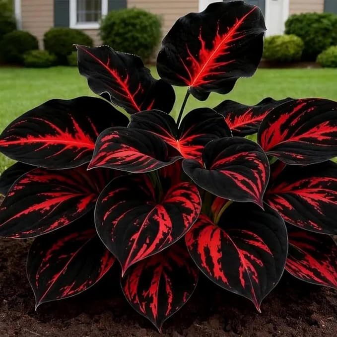 Mixed 300+ Hosta Seeds for Planting, Hostas Seeds Rare Perennial Under Trees & North Facing Areas Shade Garden, Drought Tolerant Perennial Ground Cover Decorative Foliage