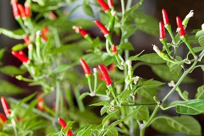 Small Thai Chili Hot Pepper Seeds - Hot Heirloom Chili from Thailand(25 - Seeds)