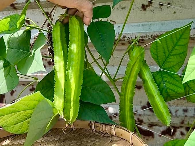 100+ ORGANIC Winged Bean Seeds- Hạt Đậu Rồng - Dragon Bean, Four-angled, Goa, Manila, Princess, Cigarillas - Non GMO, Heirloom - Made in USA, Vegetable Seeds for Yard & Garden