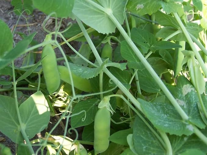 120 Early Alaska Pea Seeds for Planting Heirloom Non GMO Organic 1 Ounce of Seeds Garden Vegetable Bulk Survival