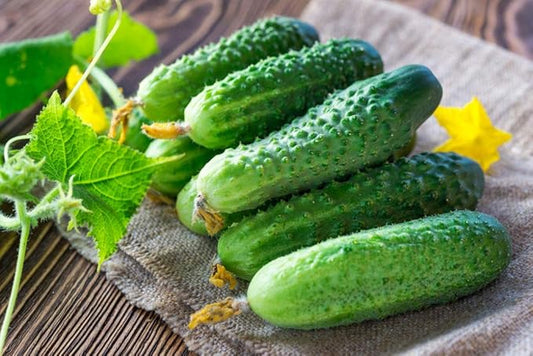 Seeds Cucumber Lyalyuk Little Mini Pickling Heirloom Vegetable for Planting Non GMO