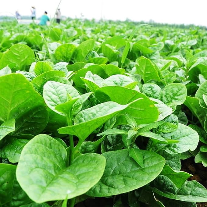 100 Seeds Green Malabar Spinach- Mồng Tơi Xanh [Guyana Thick Leaf Callaloo] Non-GMO