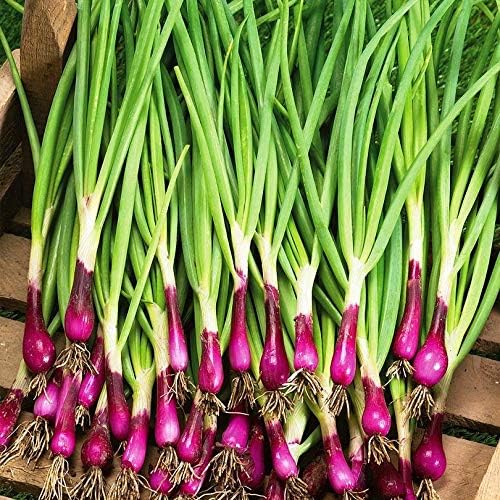Seeds Red Welsh Bunching Onion Rare Heirloom Vegetable Non GMO
