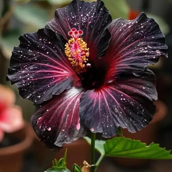 115+ Mixed Perennial Hibiscus Flower Seeds for Planting - Fresh Hardy Hibiscus Exotic Plant Bonsai Seeds Non-GMO Heirloom for Multi-Colored Flower Home Garden Outdoor