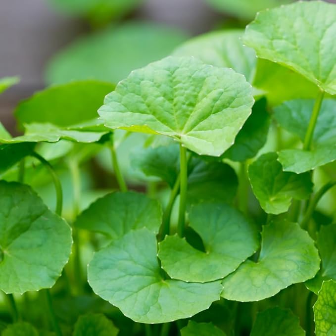 1100 Green Gotu Kola Seeds - Hat Rau Ma - Big Leaf Seed Centella Asiatica Vegetable Indian Pennywort| Non GMO | Organic | Heirloom