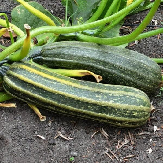25 Organic Cocozelle Zucchini Summer Squash Seeds for Planting. Non GMO and Heirloom. 3 Grams of Seeds. Garden Vegetable Survival