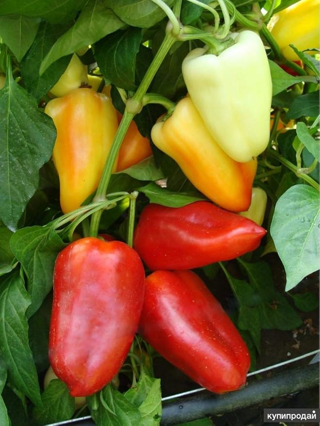 Seeds Vegetable Sweet Bell Pepper Victoria Mix (Red-Yellow) for Planting Non GMO - 30 Seeds