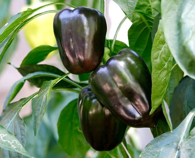 Sweet Bell Pepper Black Horse Seeds Heirloom Vegetable for Planting Giant Non GMO 30 Seeds