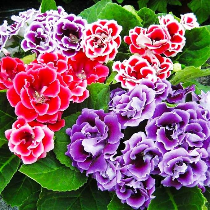 1000+ Perennial Mix Gloxinia Brocade Flower Seeds for Planting-Low Maintenance Flower Seeds for Home Garden-Great for Shaded Gardens & Cut Flower Arrangements