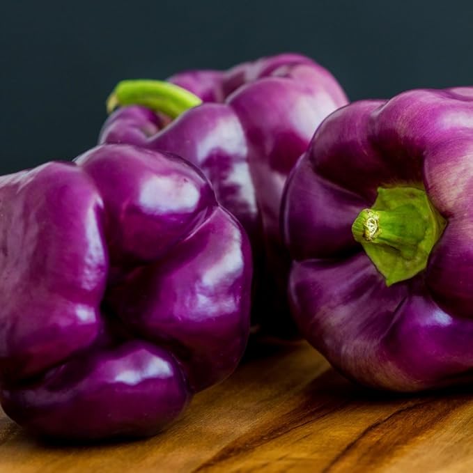 Seeds Sweet Pepper Oda Purple Bell Heirloom Vegetable for Planting Non GMO