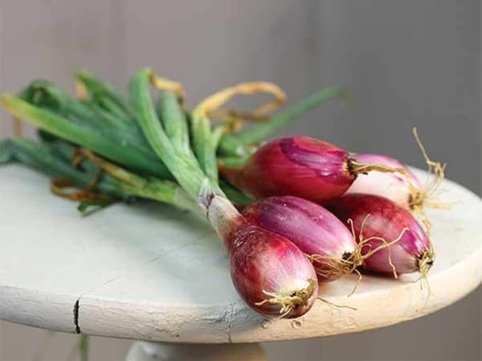 Seeds Red Welsh Bunching Onion Rare Heirloom Vegetable Non GMO