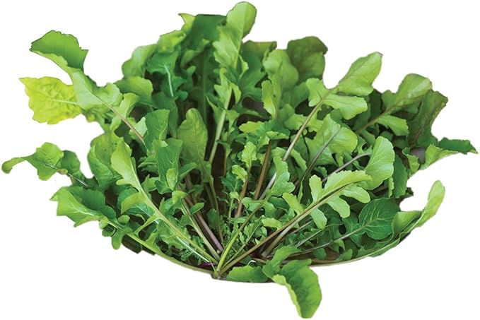 Burpee Wild Arugula Selvatica Arugula Seeds 500 seeds