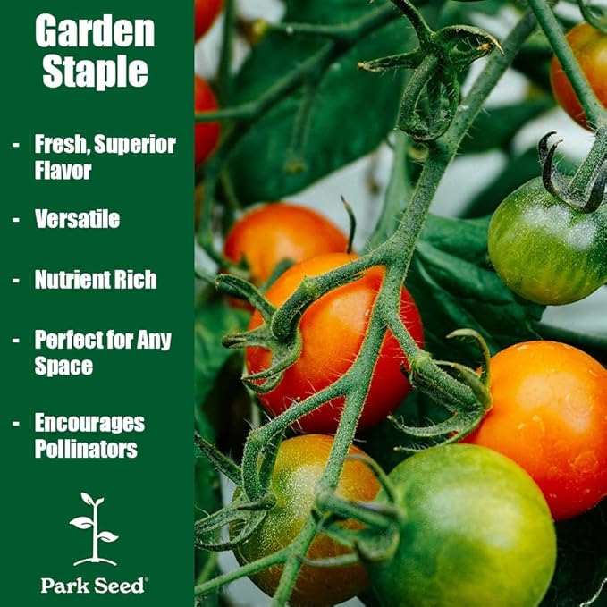 Park Seed Variety of Tomato Seeds, Planting Vegetables, Easy to Grow, Non-GMO, Perfect for Harvesting, Hybrid Purple Boy, Pack of 100