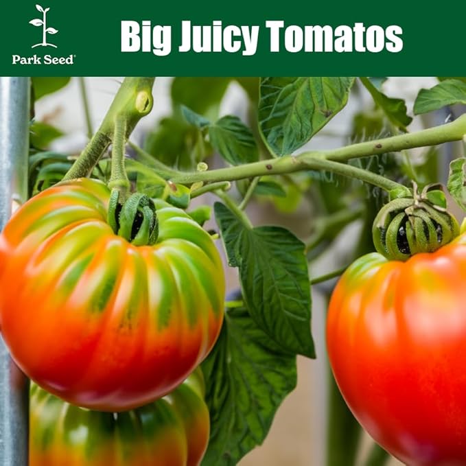 Park Seed Variety of Tomato Seeds, Planting Vegetables, Easy to Grow, Non-GMO, Perfect for Harvesting, Better Boy Hybrid, Pack of 1000