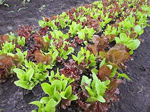 1000+ Seeds Indoor Vitamin Baby Lettuce 20 Days for Salad - Vegetable Mix